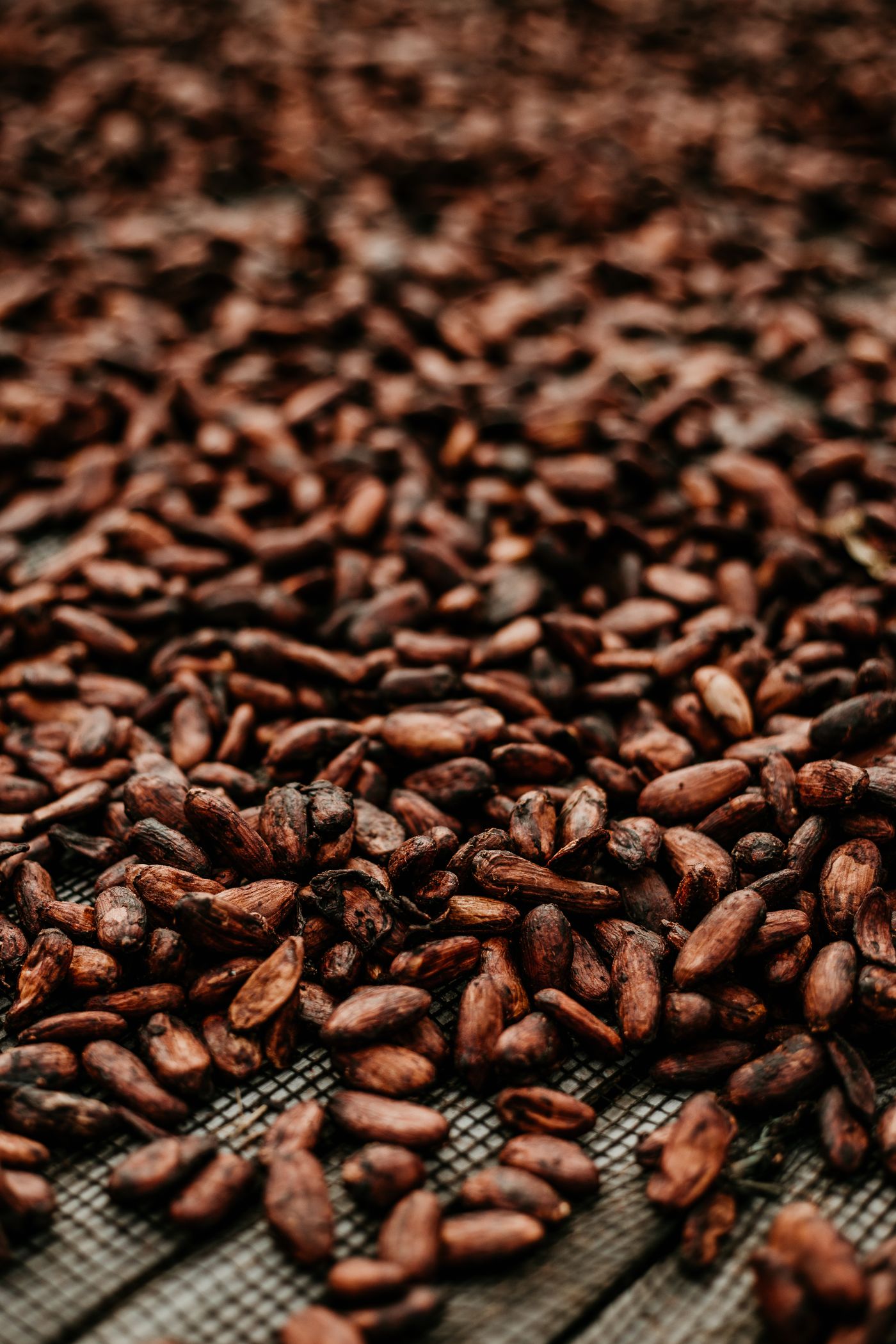 Arabica-Kaffeebohnen in Nahaufnahme